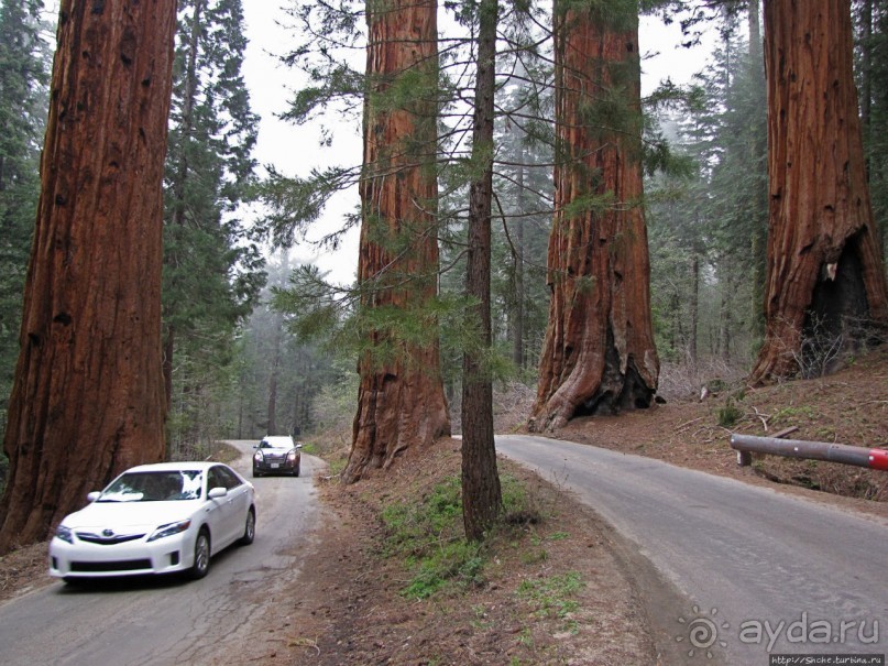 Паша, Витя, елки!!! Елки!!!