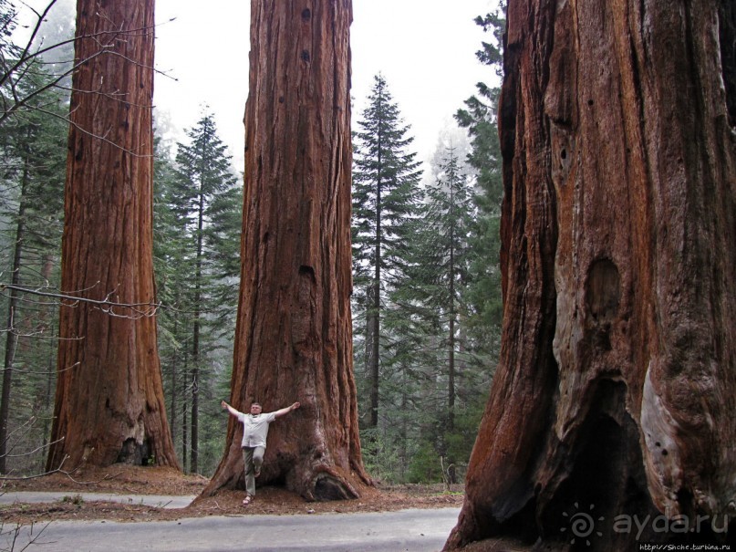 Паша, Витя, елки!!! Елки!!!