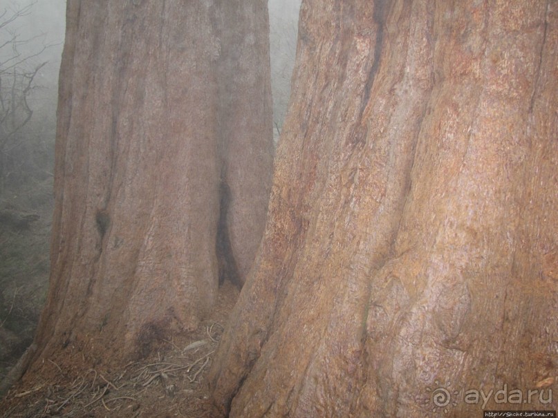 Паша, Витя, елки!!! Елки!!!