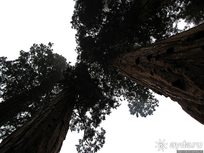 Паша, Витя, елки!!! Елки!!!