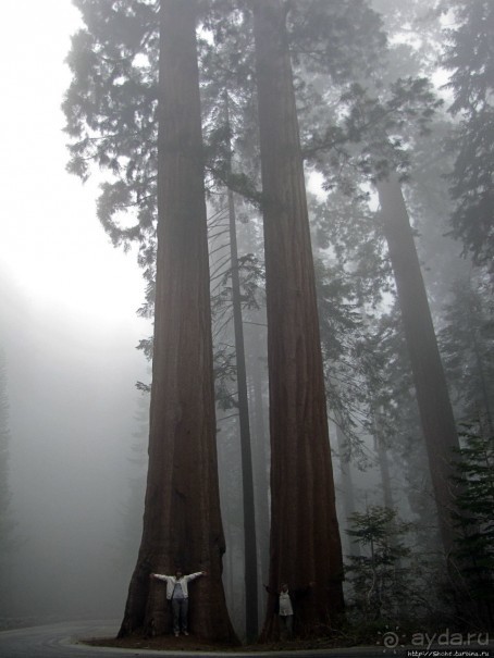 Паша, Витя, елки!!! Елки!!!