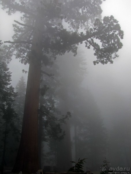 Паша, Витя, елки!!! Елки!!!