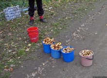 Приключения японцев в Украине