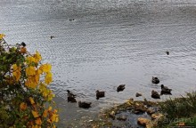 В гостях у Радуги. Над Чеширом тучи ходят хмуро