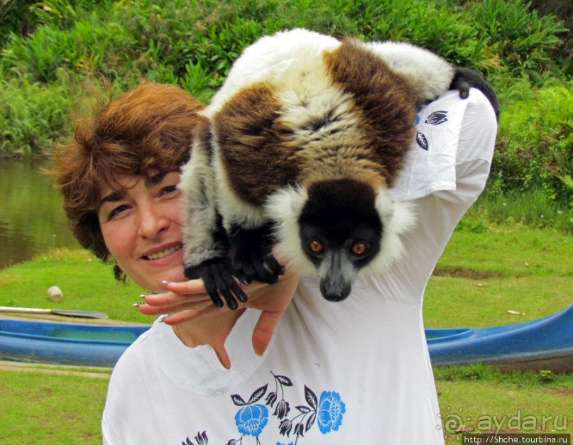 "Как дети малые"- альбом позитивного настроения. Мы и лемуры