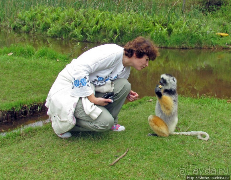 "Как дети малые"- альбом позитивного настроения. Мы и лемуры