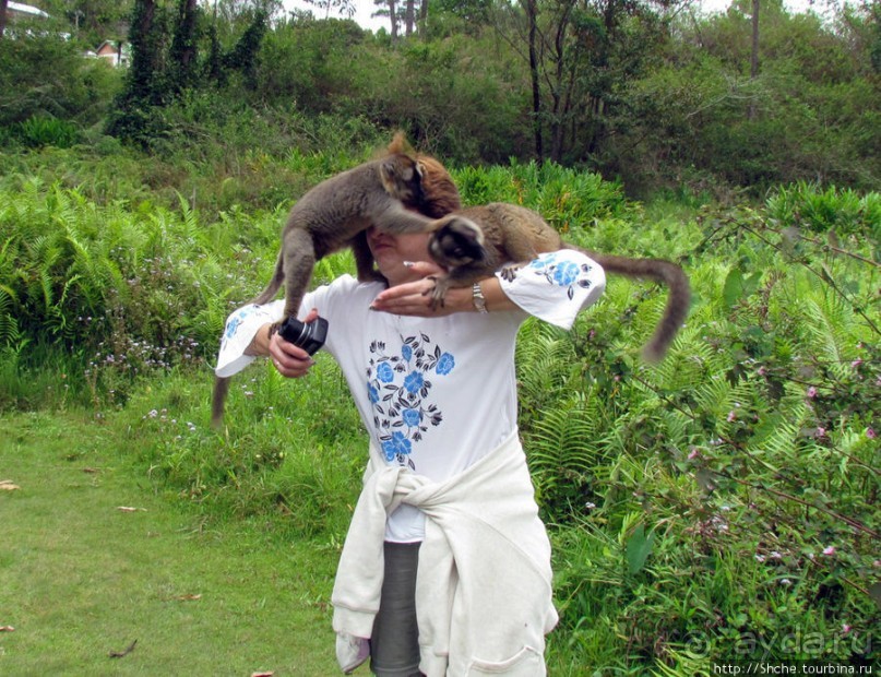 "Как дети малые"- альбом позитивного настроения. Мы и лемуры
