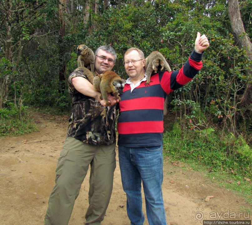 "Как дети малые"- альбом позитивного настроения. Мы и лемуры