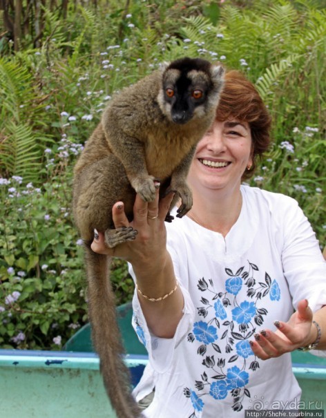 "Как дети малые"- альбом позитивного настроения. Мы и лемуры