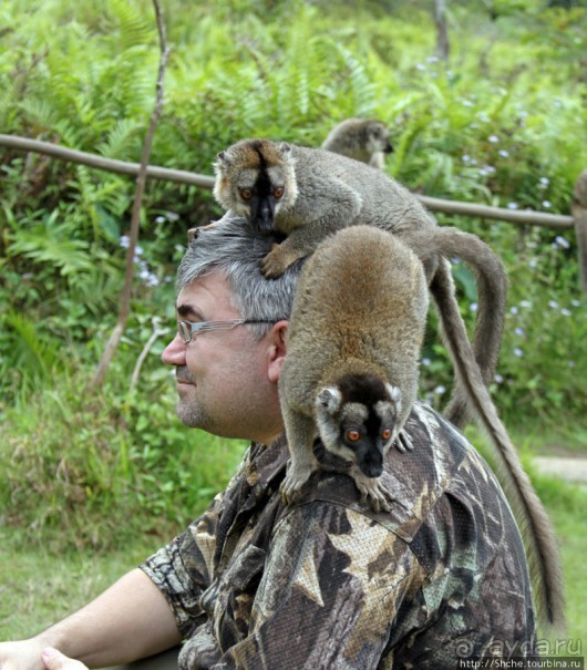 "Как дети малые"- альбом позитивного настроения. Мы и лемуры