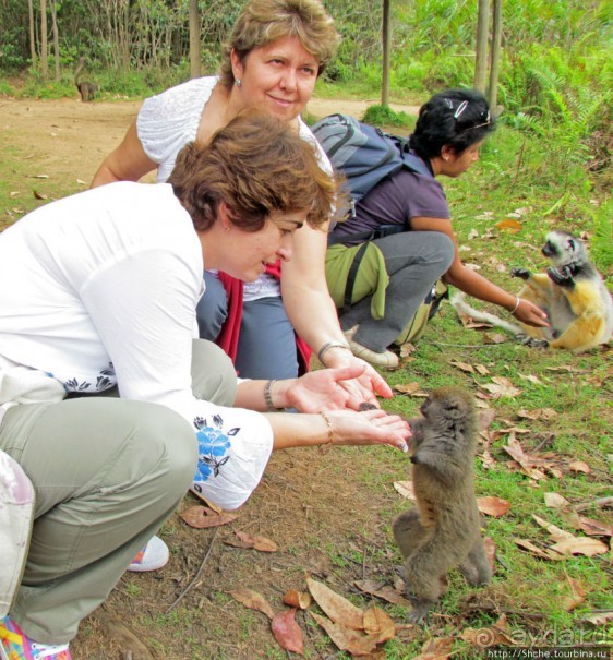 "Как дети малые"- альбом позитивного настроения. Мы и лемуры