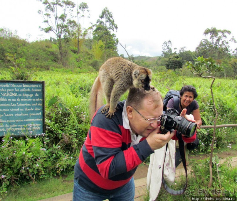 "Как дети малые"- альбом позитивного настроения. Мы и лемуры