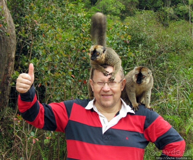 "Как дети малые"- альбом позитивного настроения. Мы и лемуры