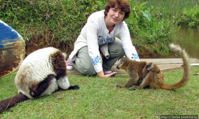 "Как дети малые"- альбом позитивного настроения. Мы и лемуры