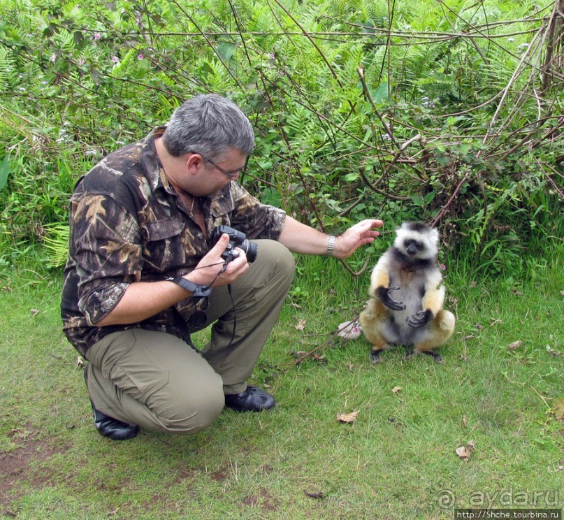 "Как дети малые"- альбом позитивного настроения. Мы и лемуры