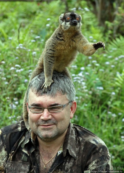 "Как дети малые"- альбом позитивного настроения. Мы и лемуры