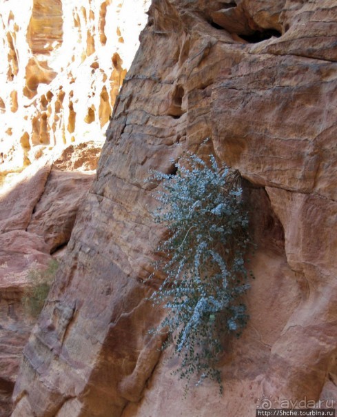 Многоцветие Петры - одного из Чудес Света