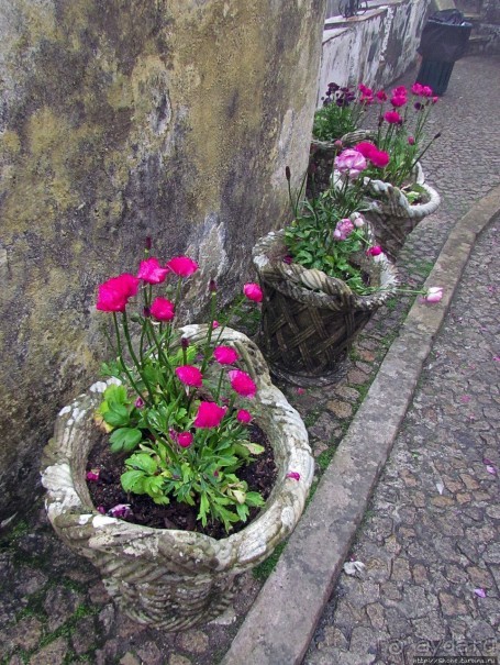 Пена туманная