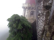 Пена туманная