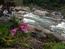 Есть три реки и цветущие царь-юкки