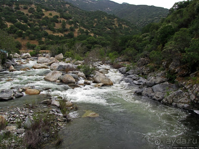 Есть три реки и цветущие царь-юкки