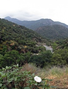 Есть три реки и цветущие царь-юкки