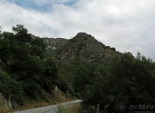 Есть три реки и цветущие царь-юкки