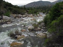 Есть три реки и цветущие царь-юкки