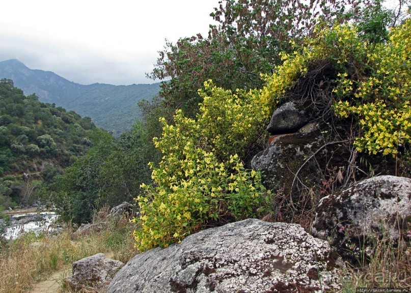 Есть три реки и цветущие царь-юкки