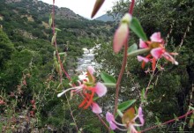 Есть три реки и цветущие царь-юкки