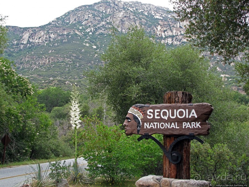 Есть три реки и цветущие царь-юкки