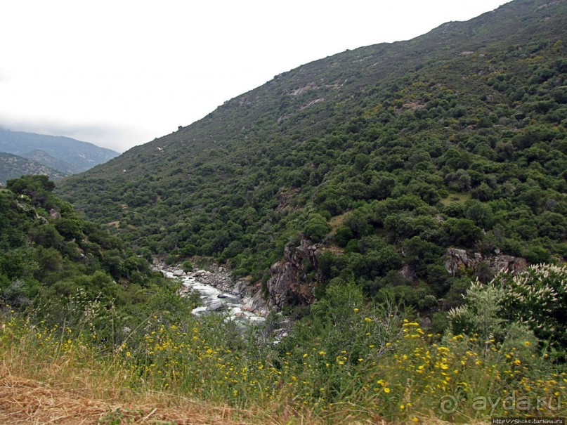 Есть три реки и цветущие царь-юкки