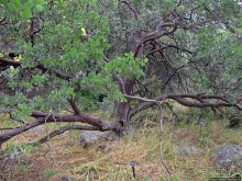 Есть три реки и цветущие царь-юкки