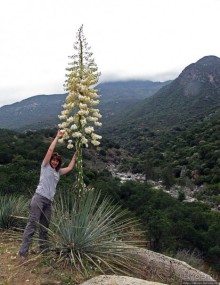 Есть три реки и цветущие царь-юкки