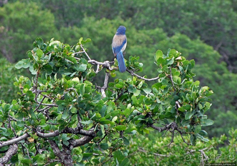 Есть три реки и цветущие царь-юкки