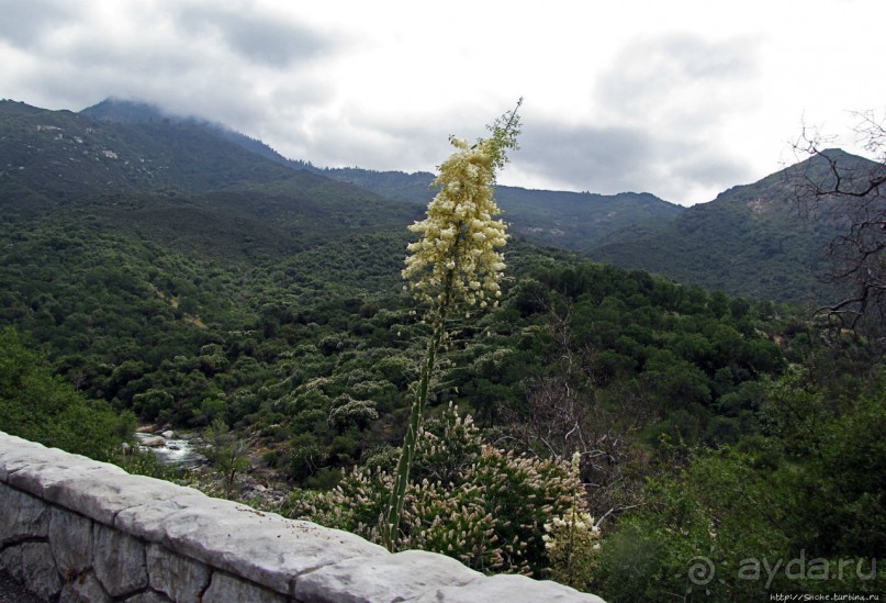 Есть три реки и цветущие царь-юкки