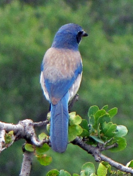 Есть три реки и цветущие царь-юкки