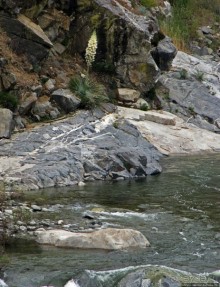 Есть три реки и цветущие царь-юкки