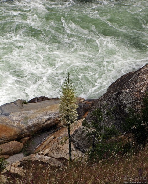 Есть три реки и цветущие царь-юкки