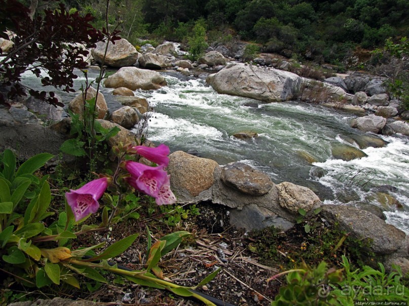 Есть три реки и цветущие царь-юкки