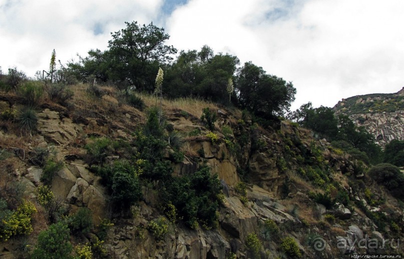 Есть три реки и цветущие царь-юкки