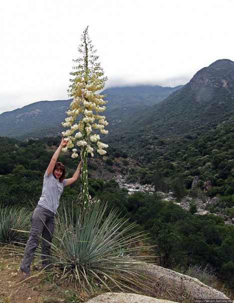 Есть три реки и цветущие царь-юкки