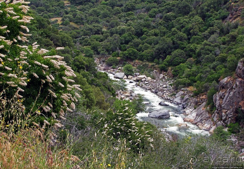 Есть три реки и цветущие царь-юкки