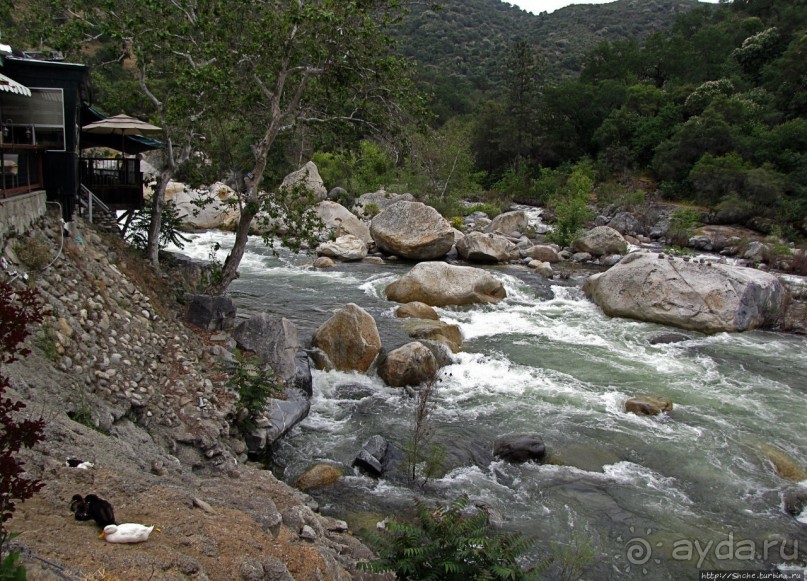 Есть три реки и цветущие царь-юкки