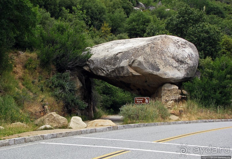 Есть три реки и цветущие царь-юкки