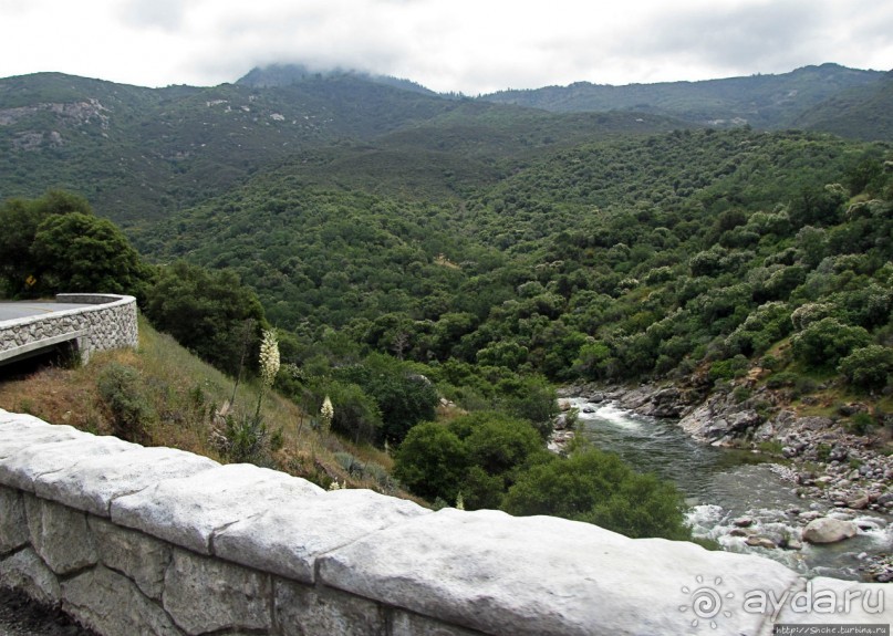 Есть три реки и цветущие царь-юкки