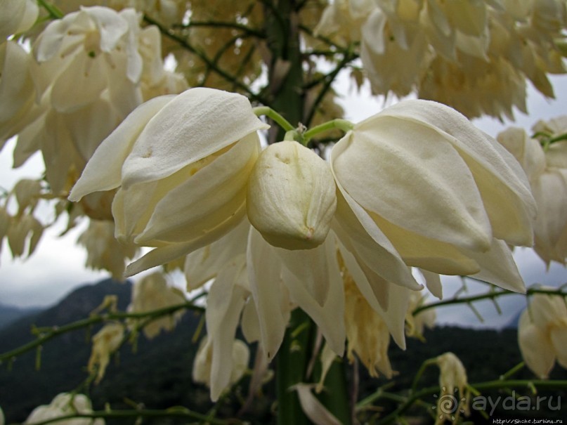 Есть три реки и цветущие царь-юкки