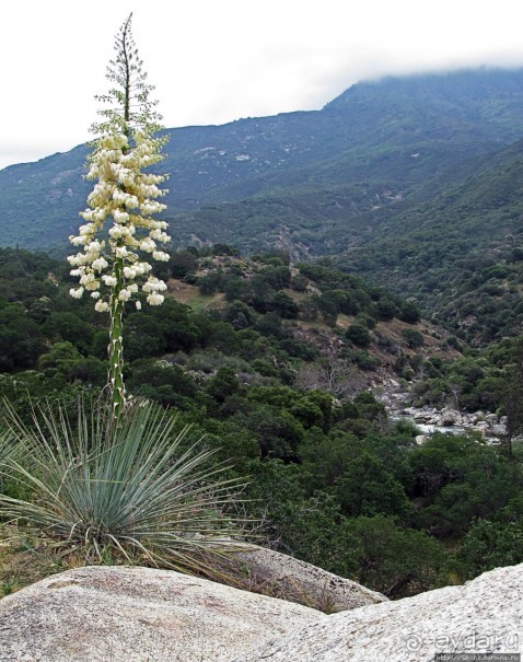 Есть три реки и цветущие царь-юкки