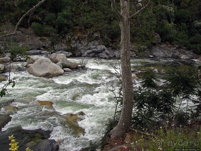 Есть три реки и цветущие царь-юкки