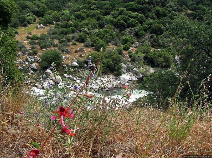 Есть три реки и цветущие царь-юкки